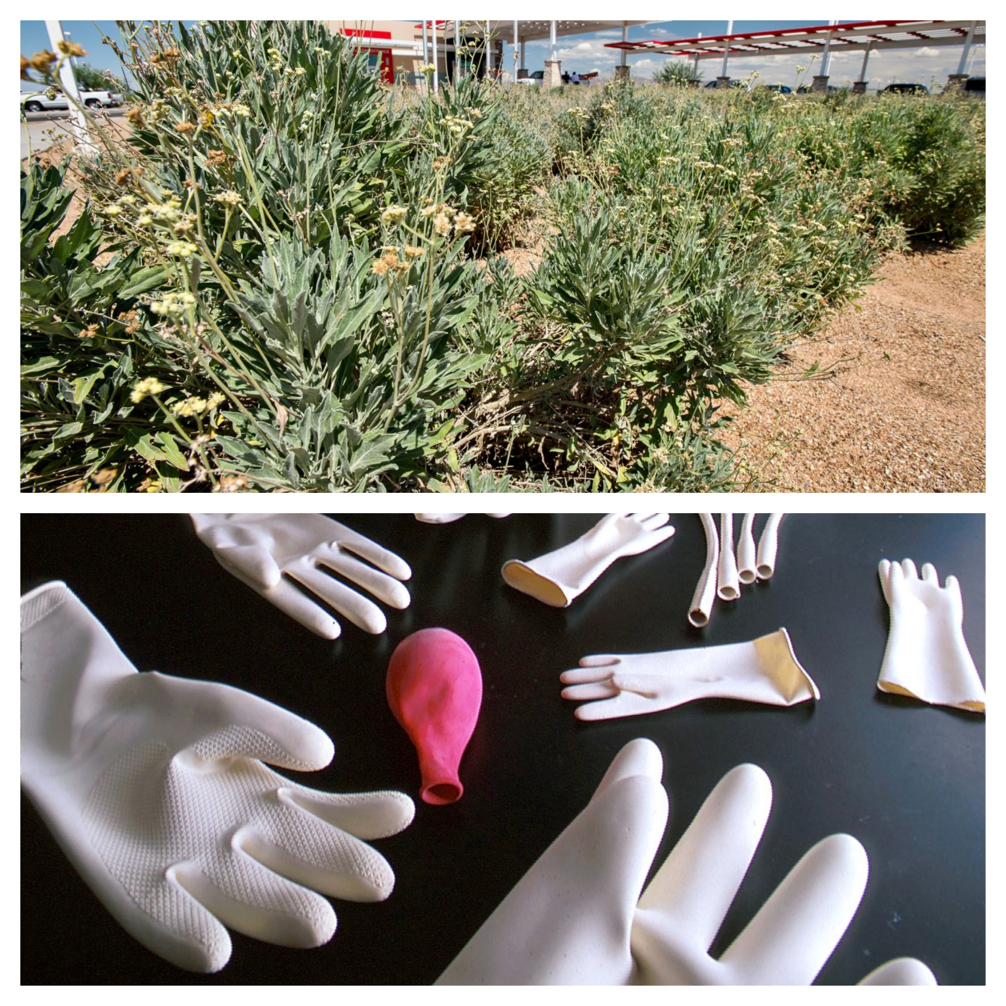 Desert Shrub To Change Rubber Equation